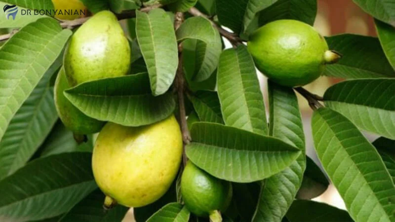 Guava leaves