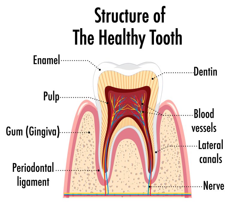 ساختار دندان - عصب کشی دندان