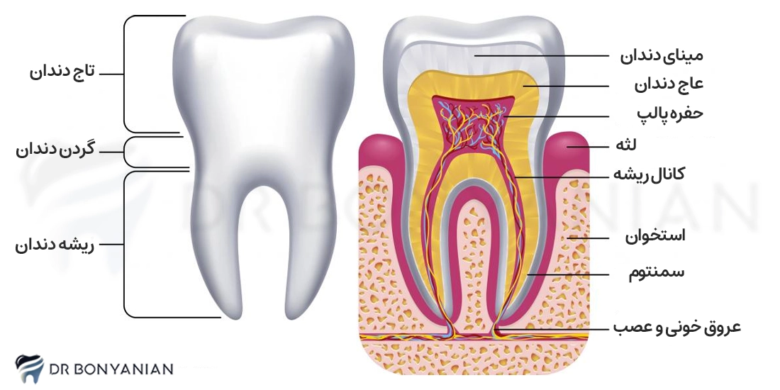 ساختار و آناتومی دندان، قسمت های مختلف دندان