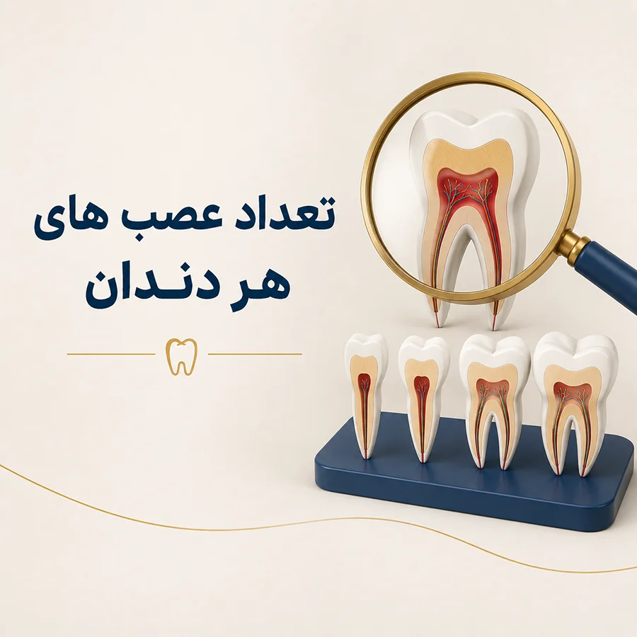 تعداد عصب های هر دندان